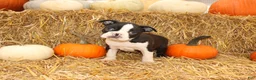 Boston Terrier dogs for sale: Jared - Ad 1