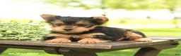 Yorkshire Terrier dogs for sale: Lucy - Ad 3