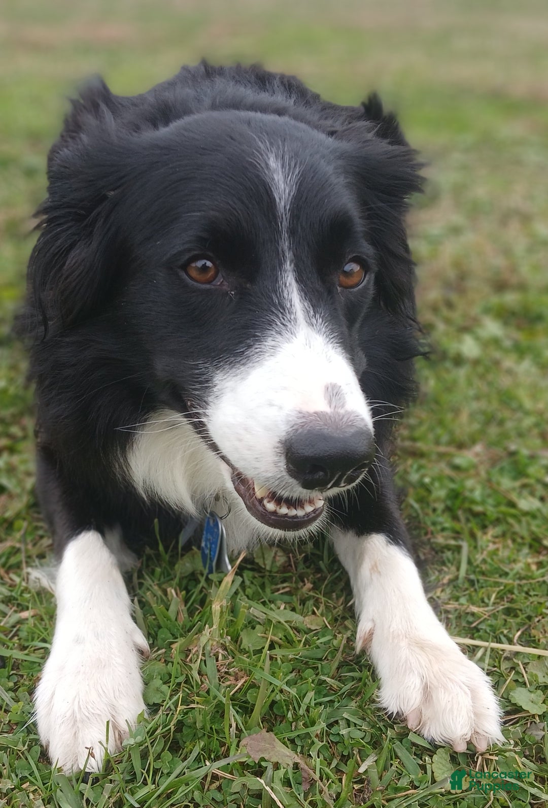 Mixed Breed dogs for sale: Border Collie Blend - Black and White - Ad 8