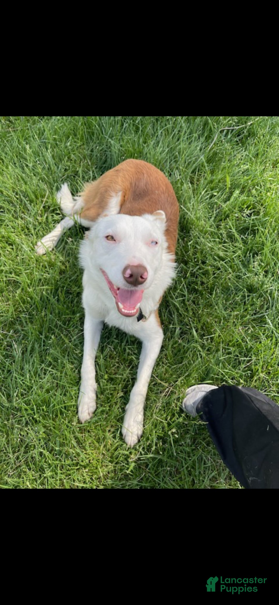 Border Collie dogs Zinny - Ad 34