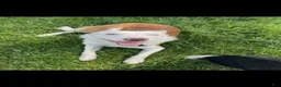 Border Collie dogs for sale: Zinny - Ad 1