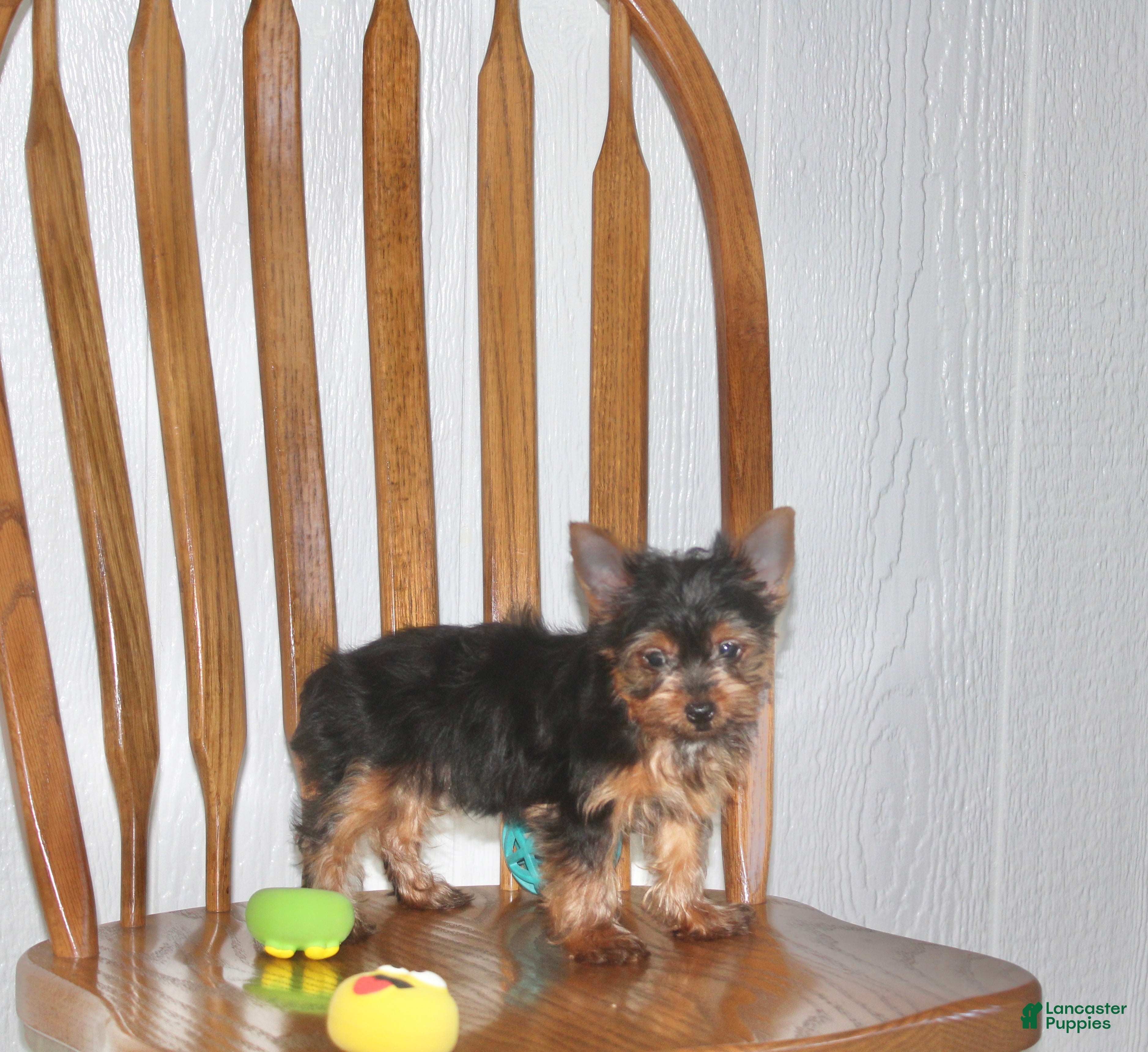 Yorkshire Terrier dogs for sale: Champ - Ad 1