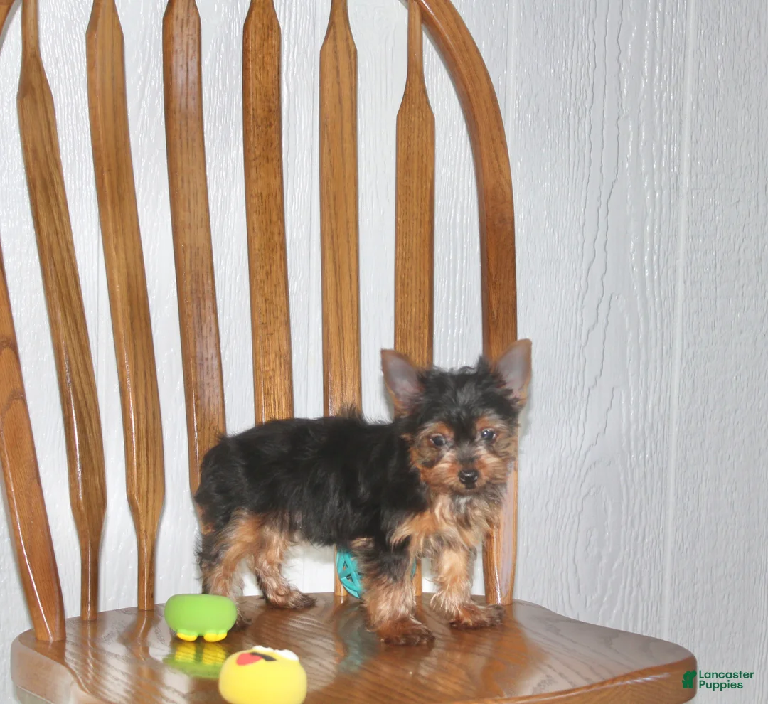 Yorkshire Terrier dogs for sale: Champ - Ad 1