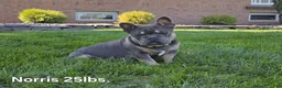 French Bulldog dogs for sale: Skylar - Ad 12