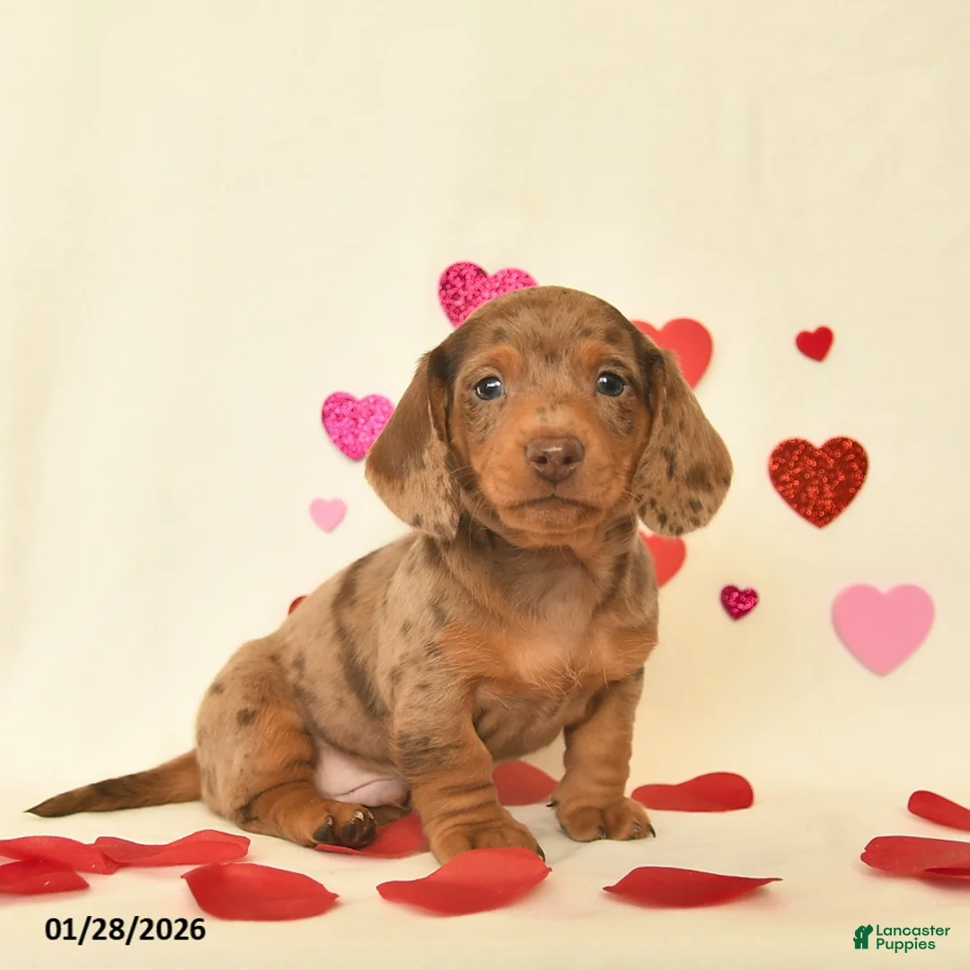 Miniature Dachshund dogs for sale: Ozzie  - Ad 1