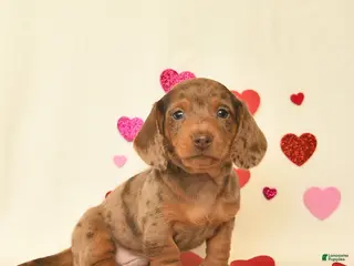 Miniature Dachshund dogs Ozzie - Ad 13