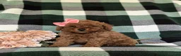 Miniature Poodle dogs for sale: Tahlulah - Ad 3