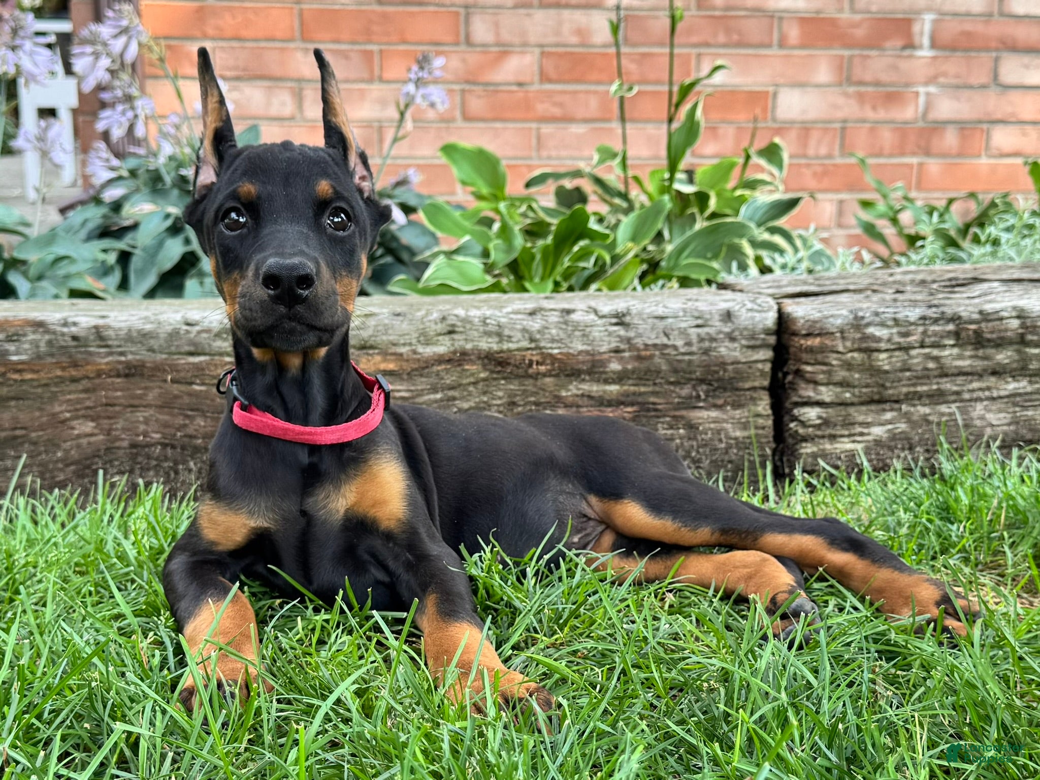 Doberman Pinscher dogs Angel  - Ad 2