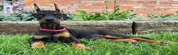Doberman Pinscher dogs for sale: Angel  - Ad 2