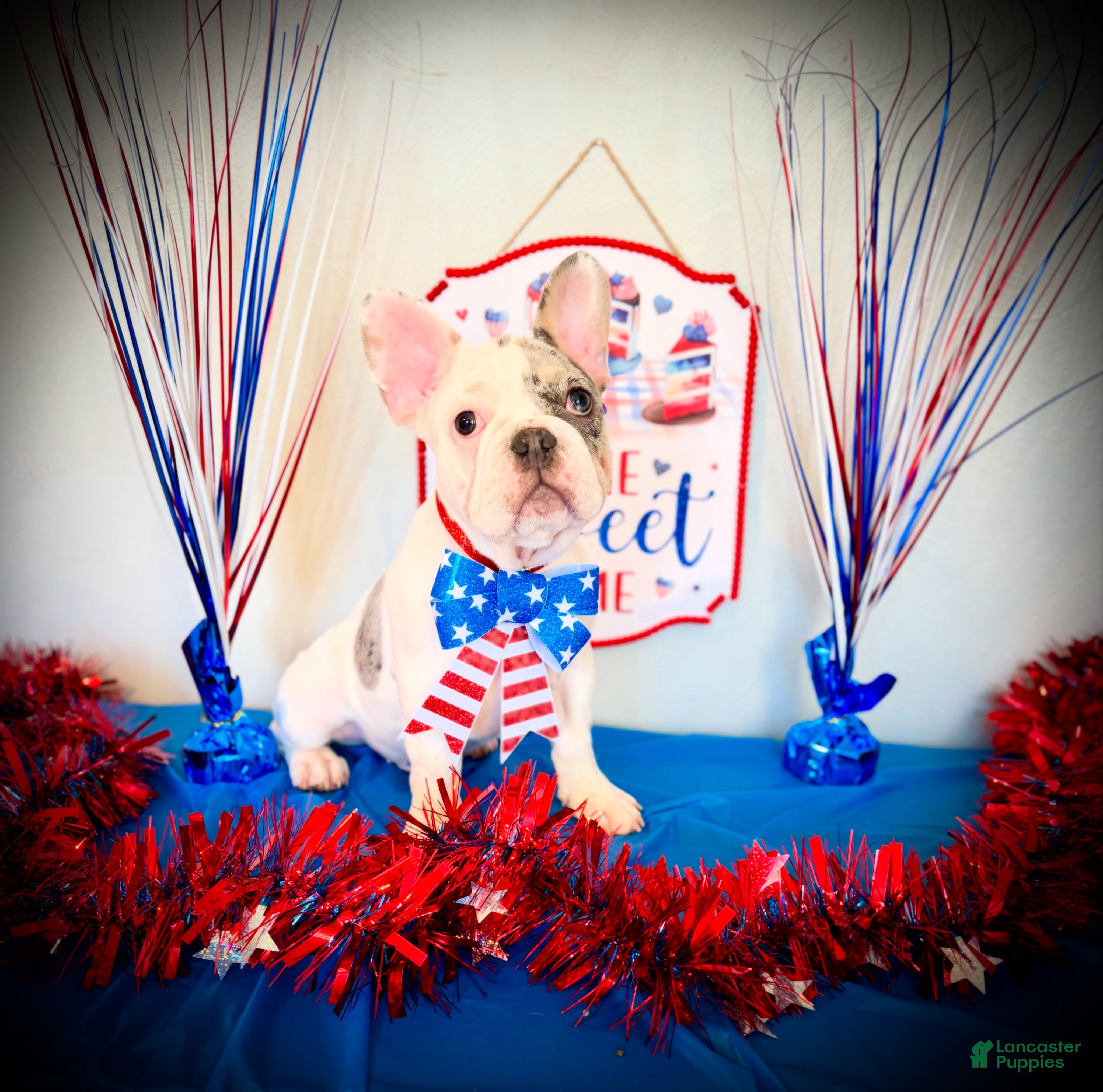 French Bulldog dogs Dice  - Ad 17