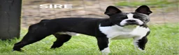 Boston Terrier dogs for sale: Jet - Ad 3