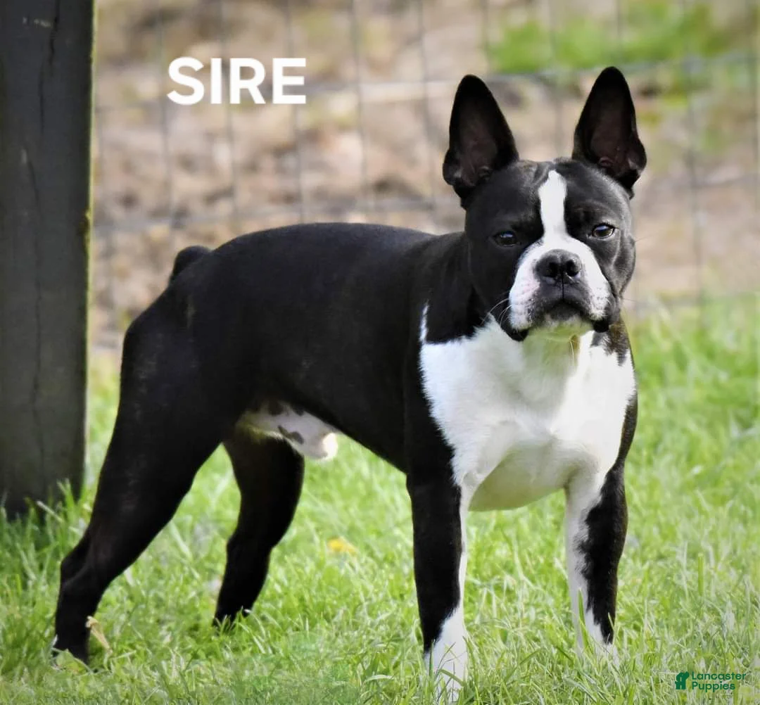 Boston Terrier dogs for sale: Jet - Ad 3