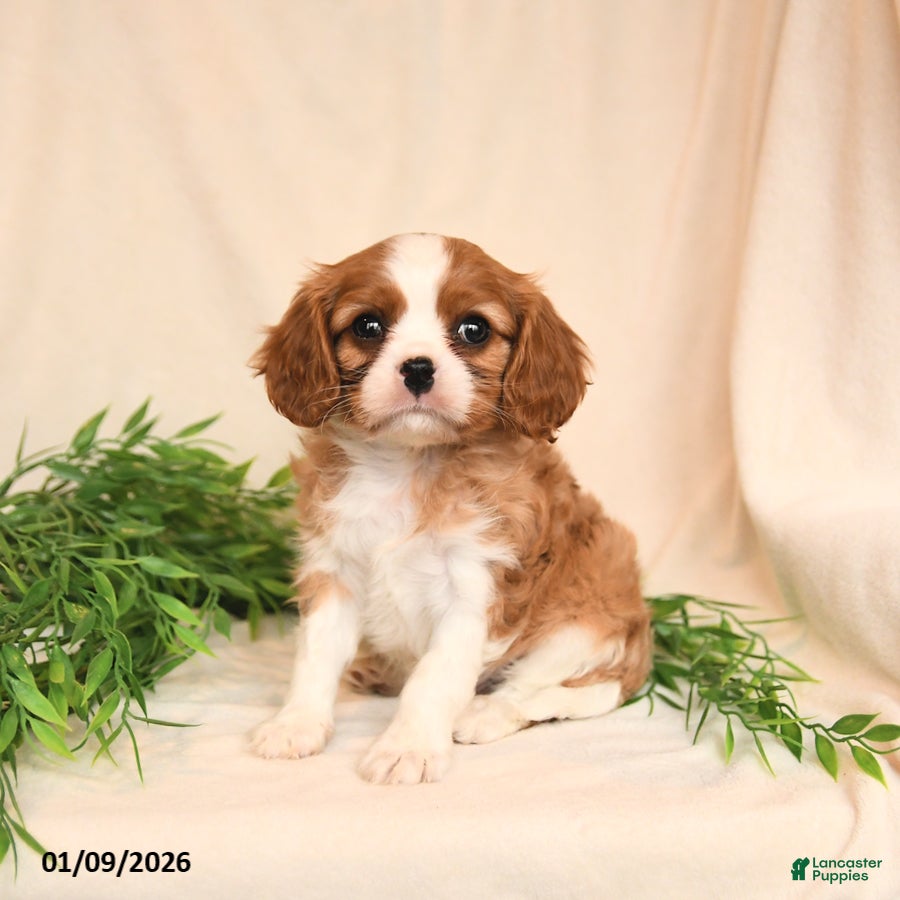Cavalier King Charles Spaniel dogs Everett - Ad 13