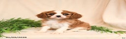 Cavalier King Charles Spaniel dogs for sale: Everett - Ad 1