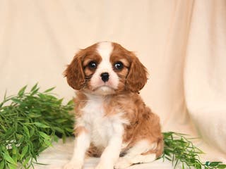Cavalier King Charles Spaniel dogs Everett - Ad 13
