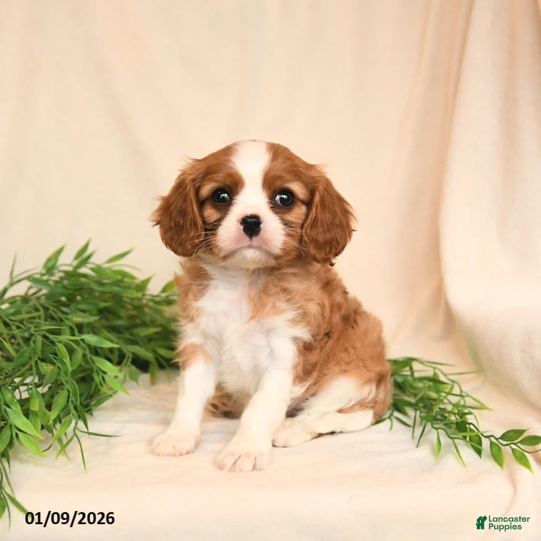 Cavalier King Charles Spaniel dogs for sale: Everett - Ad 1