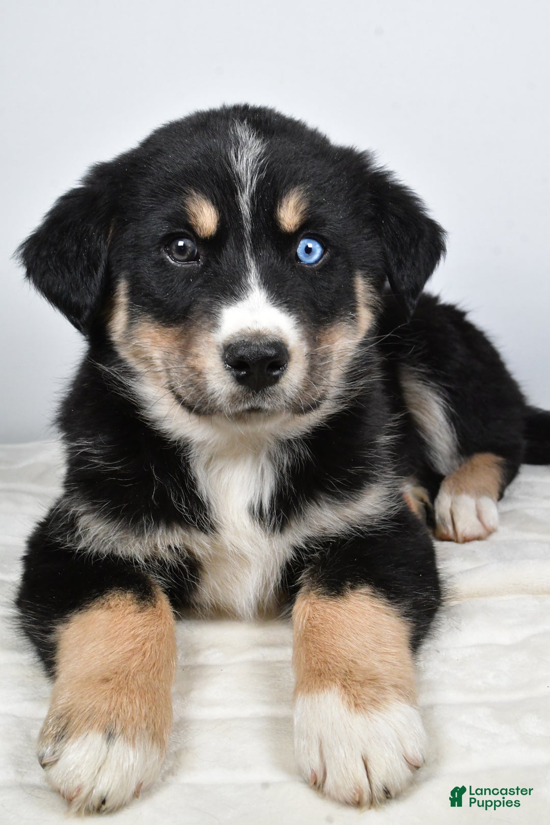 Mixed Breed dogs for sale: Axel - Ad 4