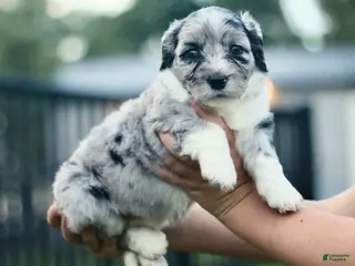 Mini Bernedoodle dogs for sale: Gertie - Ad 3