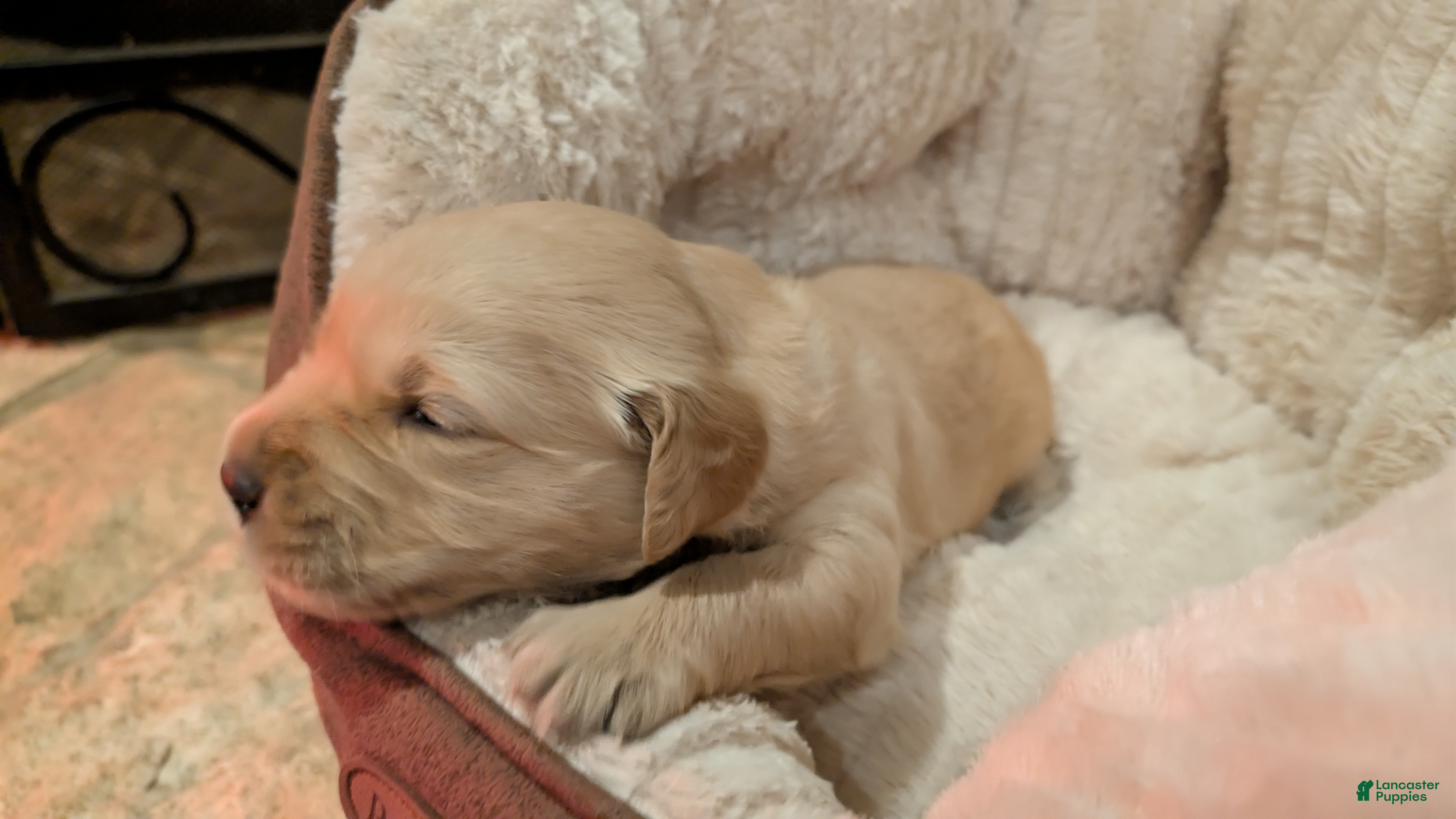 Golden Retriever dogs Golden Retriever (Red Collar) - Ad 1