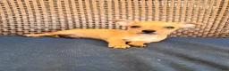 Chihuahua dogs for sale: Niko - Ad 4