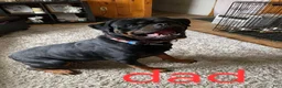Rottweiler dogs for sale: Rottweiler pink collar female  - Ad 4