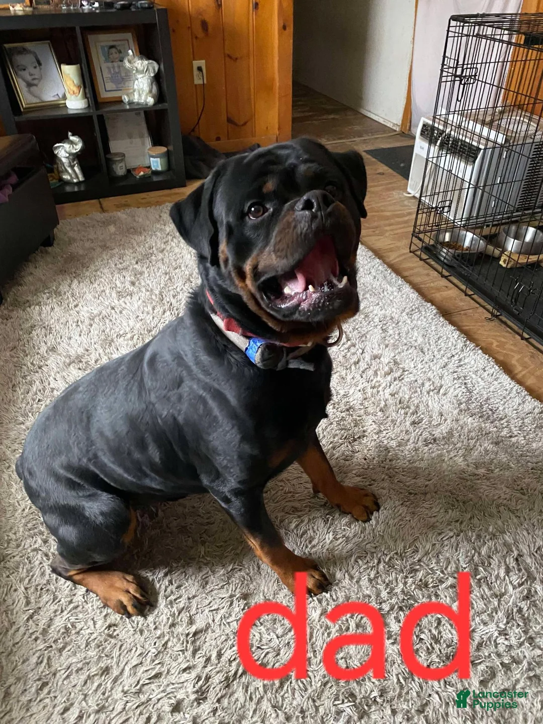 Rottweiler dogs for sale: Rottweiler pink collar female  - Ad 4