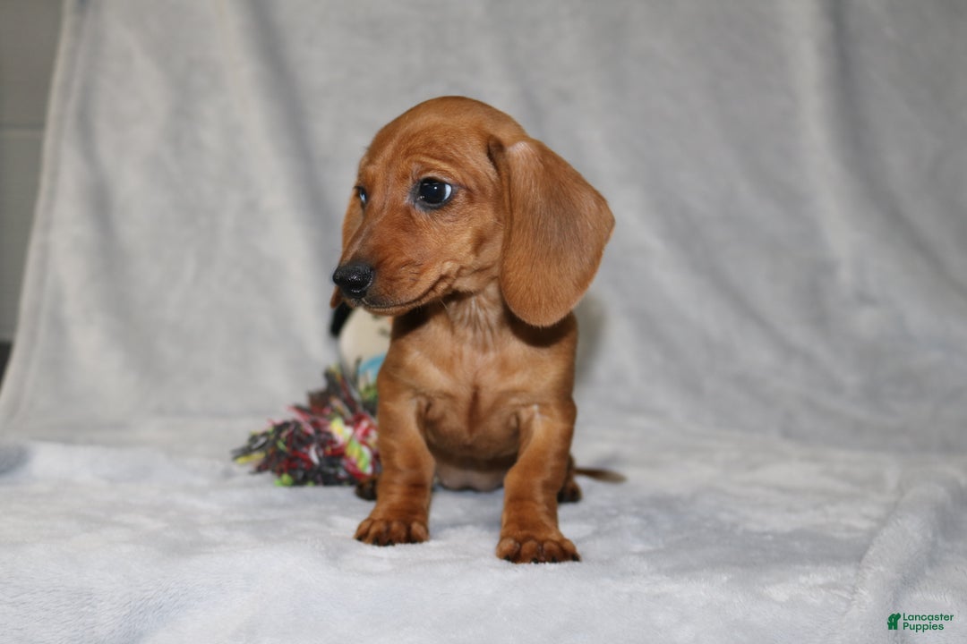 Miniature Dachshund dogs for sale: Chole - Ad 17