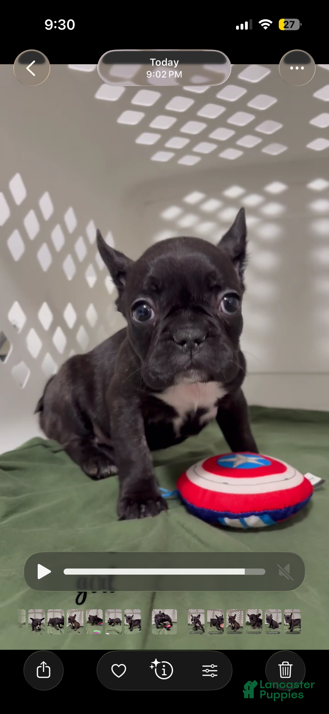 French Bulldog dogs for sale: French Bulldog Puppy 6 - Ad 1