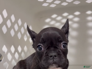 French Bulldog dogs French Bulldog Puppy 6 - Ad 29