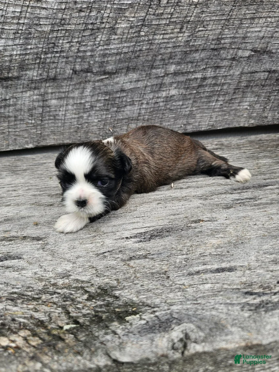 Shih Tzu dogs for sale: Cody - Ad 1