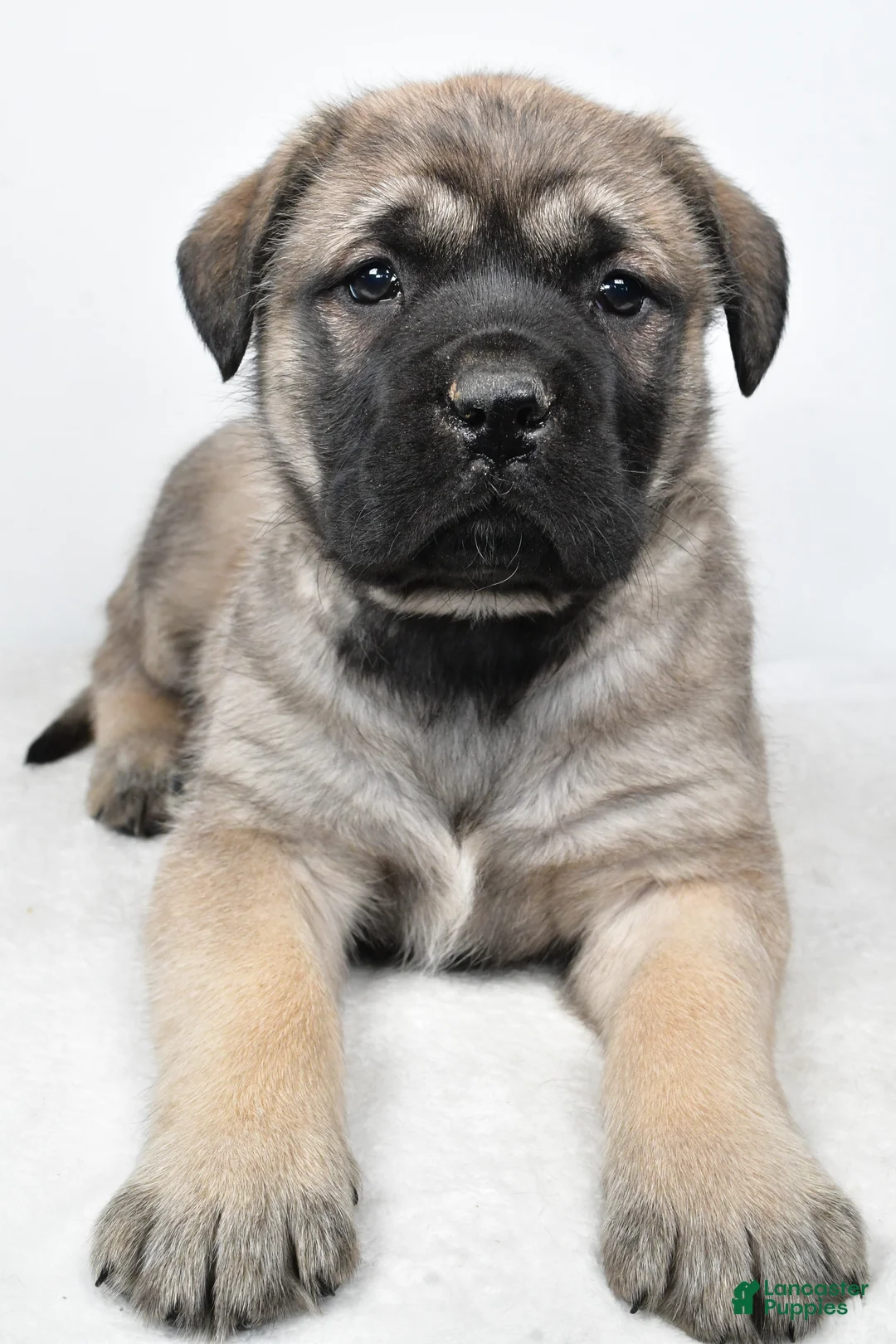 English Mastiff dogs for sale: Beauty - Ad 6