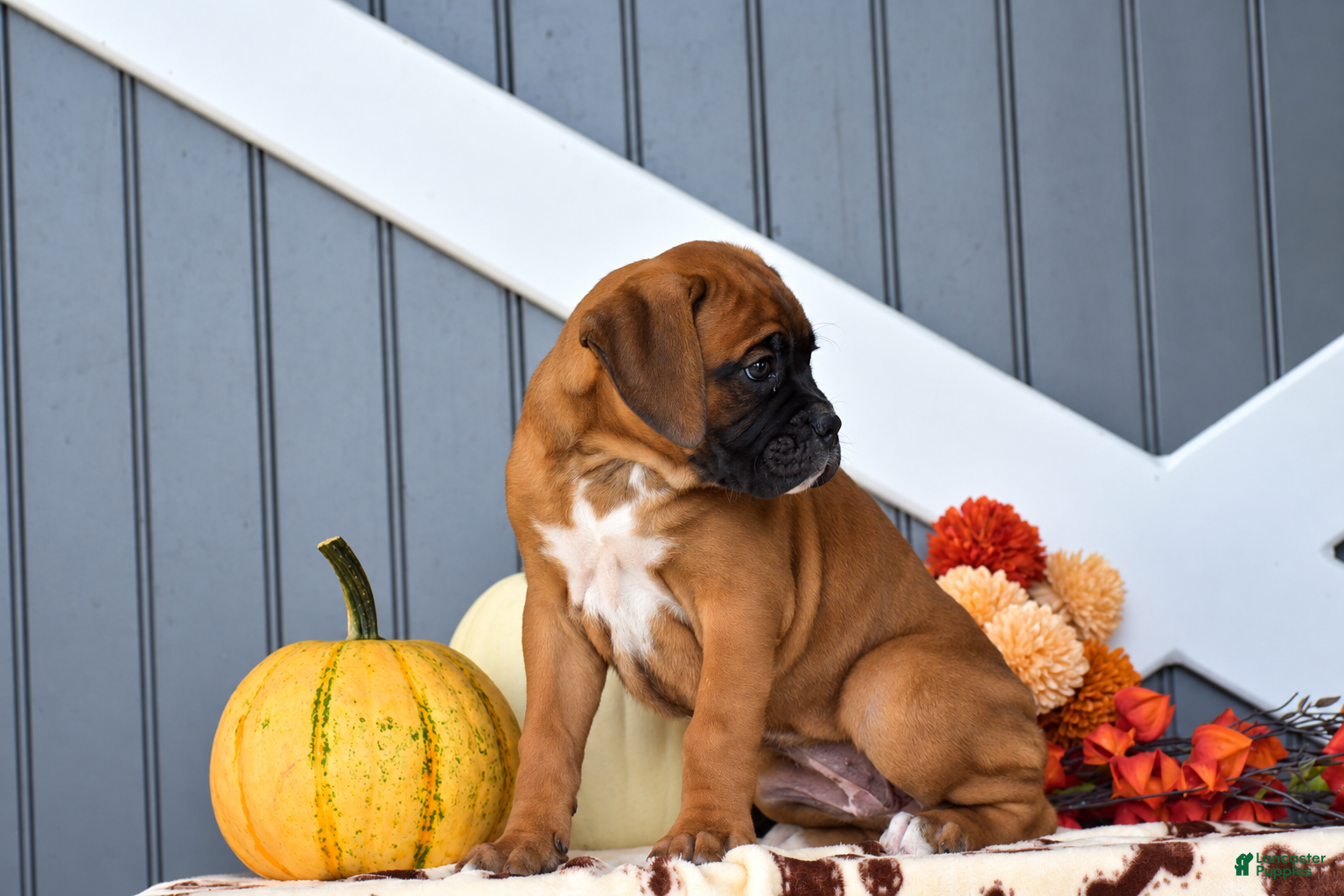 Boxer dogs for sale: Caramel - Ad 2