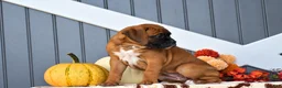 Boxer dogs for sale: Caramel - Ad 2