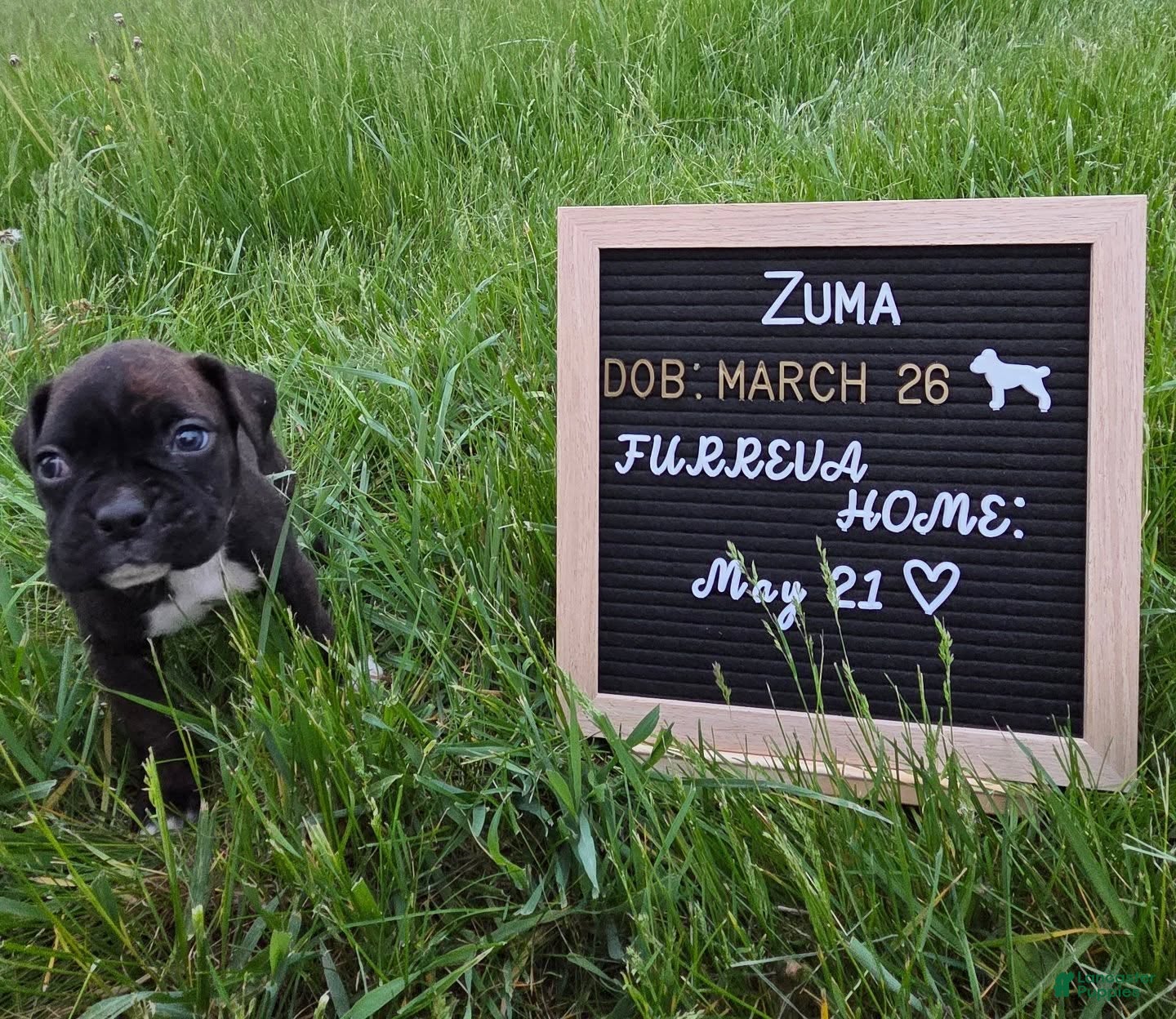 Boxer dogs Zuma - Ad 7