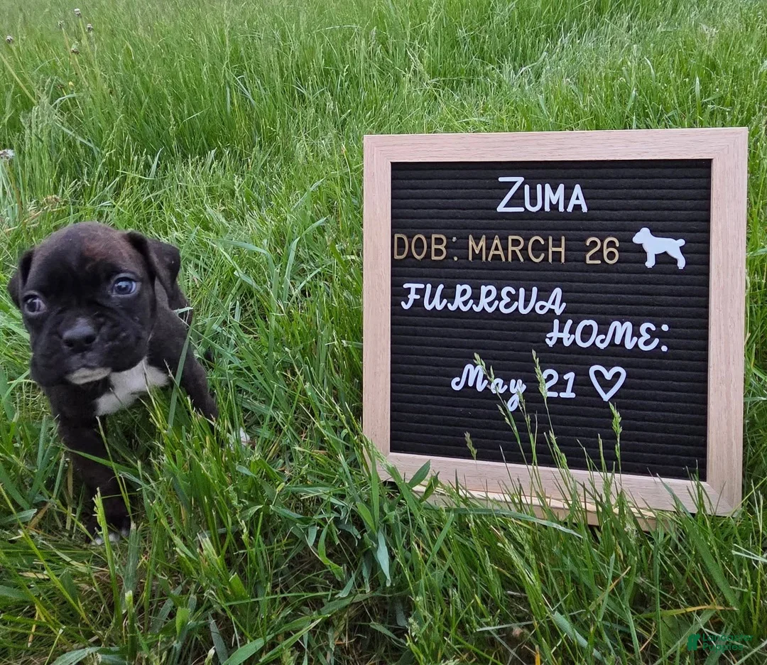 Boxer dogs for sale: Zuma - Ad 1