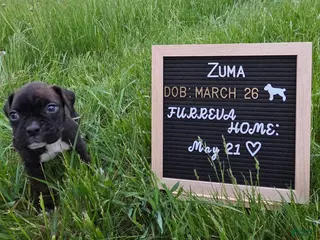 Boxer dogs Zuma - Ad 7