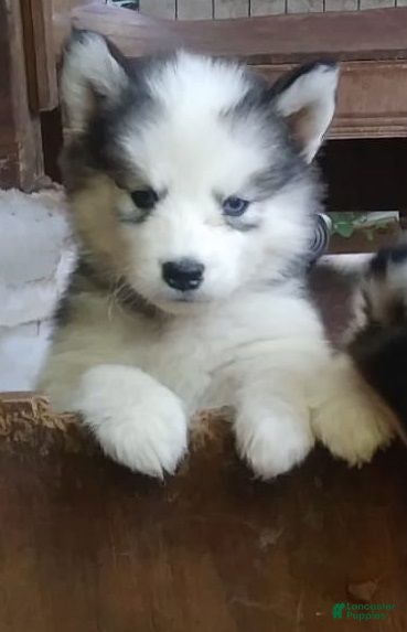 Siberian Husky dogs Siberian Husky Puppy 1 - Ad 2