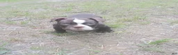 American Bully dogs for sale: American Bully 2 - Ad 1