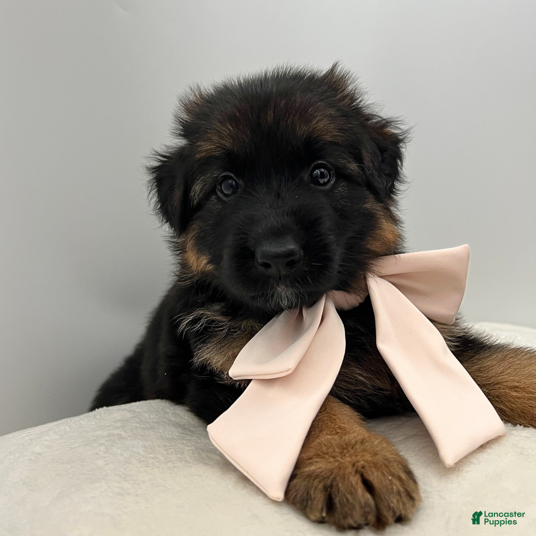 German Shepherd dogs Bell - Ad 36