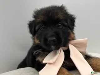 German Shepherd dogs Bell - Ad 36