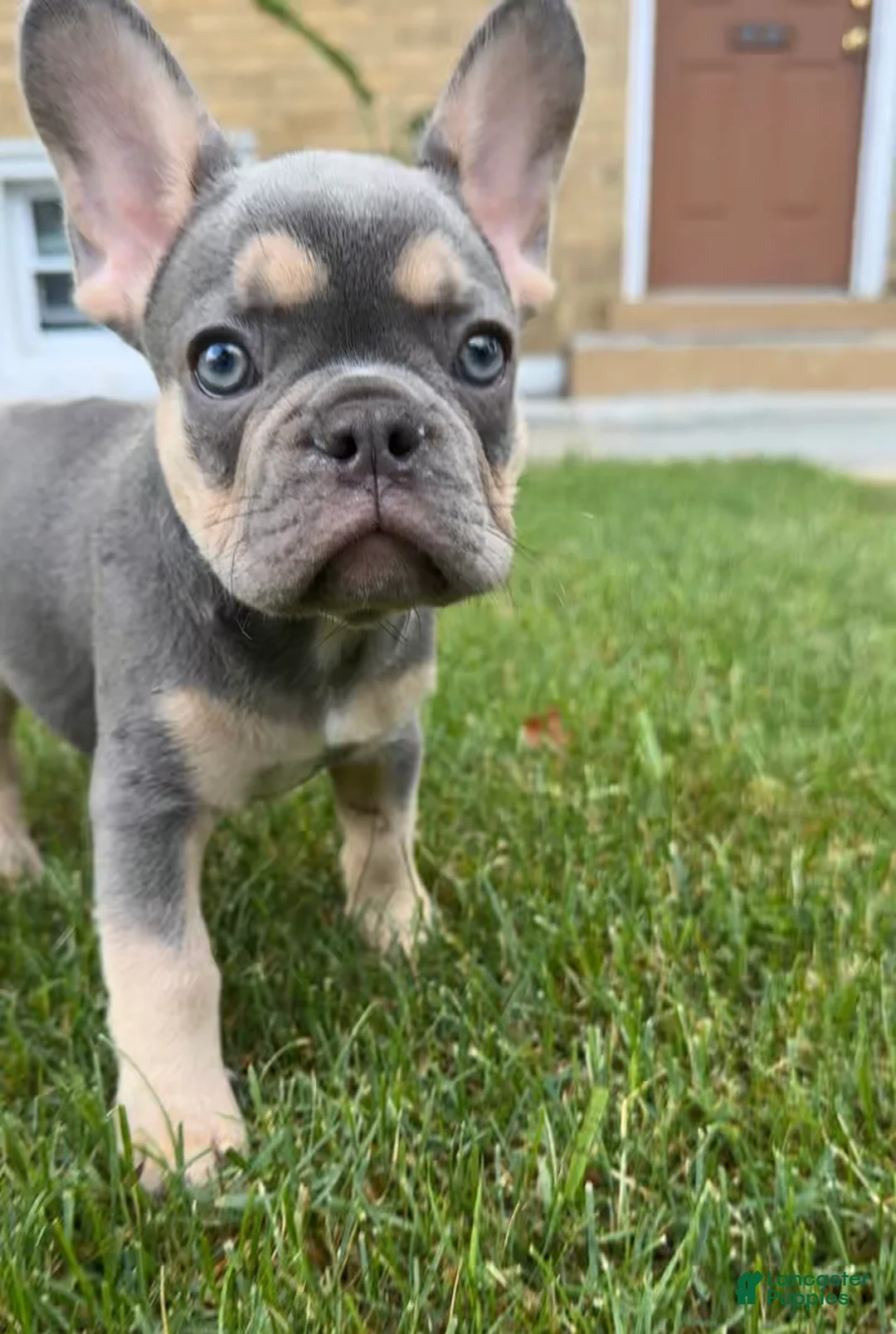 French Bulldog dogs for sale: French Bulldog Merle  - Ad 8