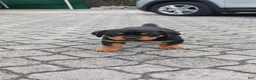 Rottweiler dogs for sale: Rottweiler 1 - Ad 2