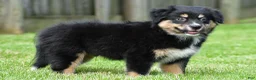 Australian Shepherd dogs for sale: Ethan - Ad 5