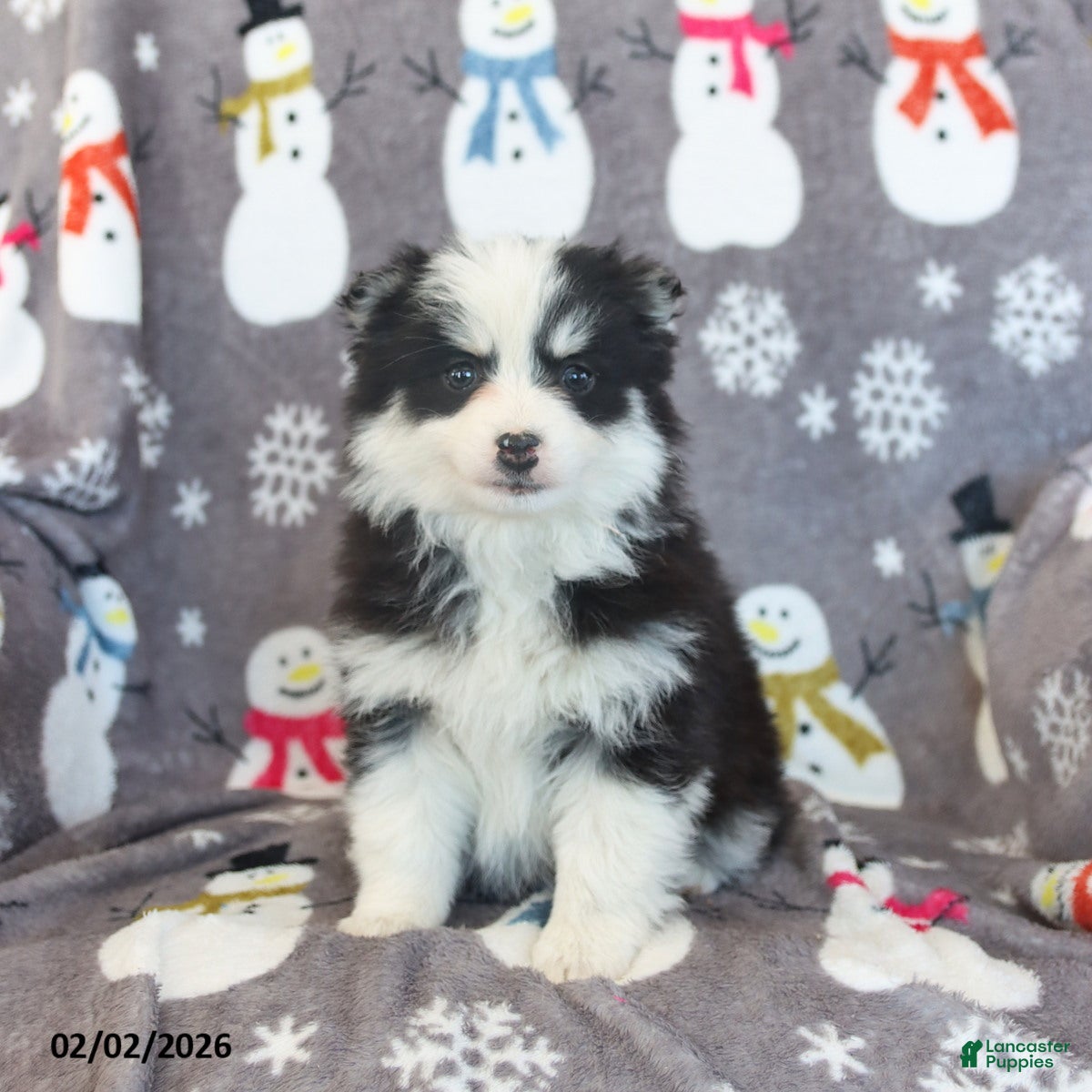 Pomsky dogs Beatrix - Ad 10