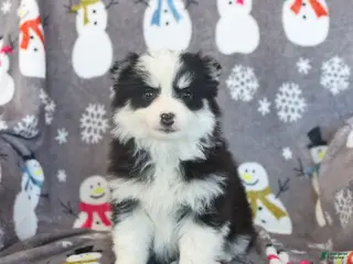 Pomsky dogs Beatrix - Ad 10