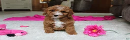 Cavapoochon dogs for sale: Millie - Ad 3