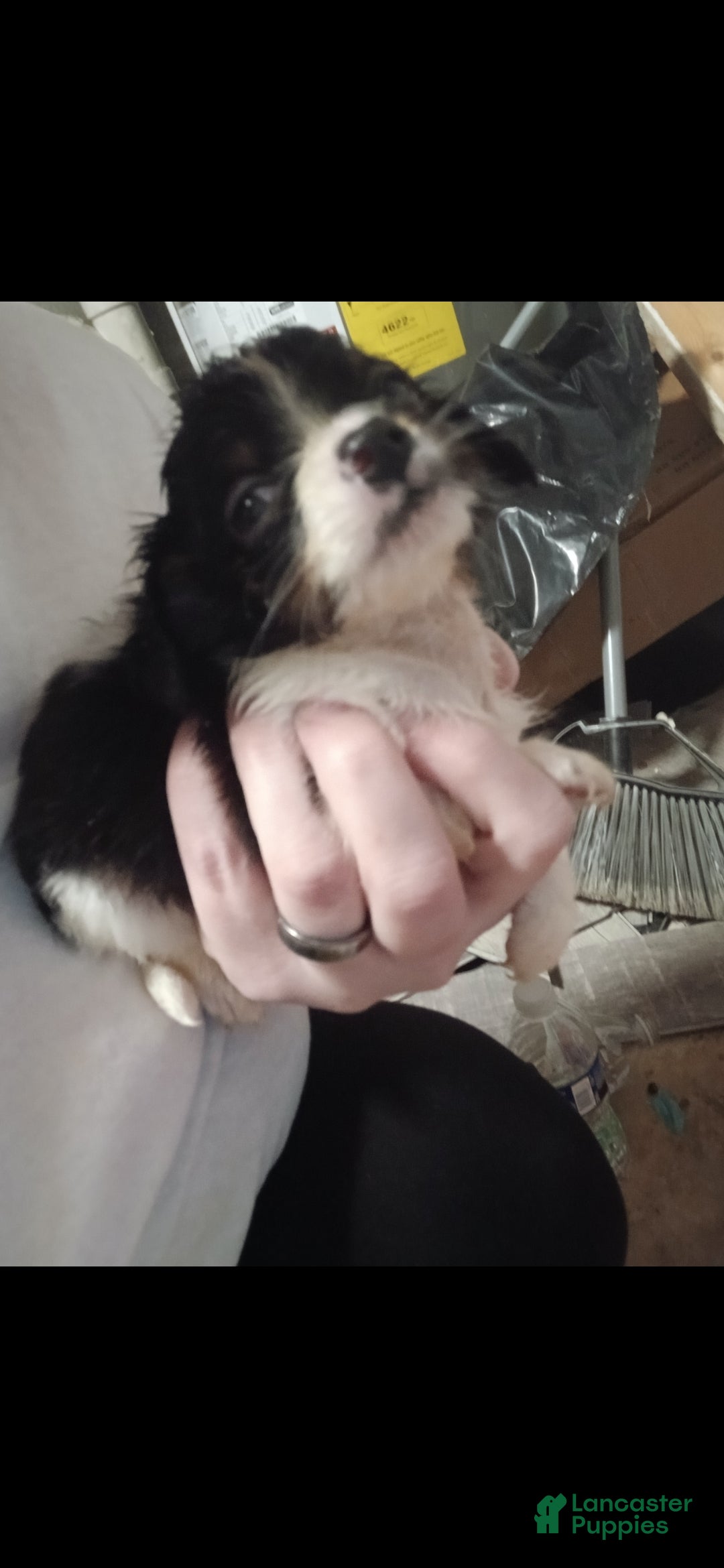 Chiweenie dogs Chiweenie Puppy 1 - Ad 4