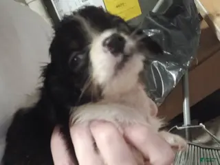 Chiweenie dogs Chiweenie Puppy 1 - Ad 4