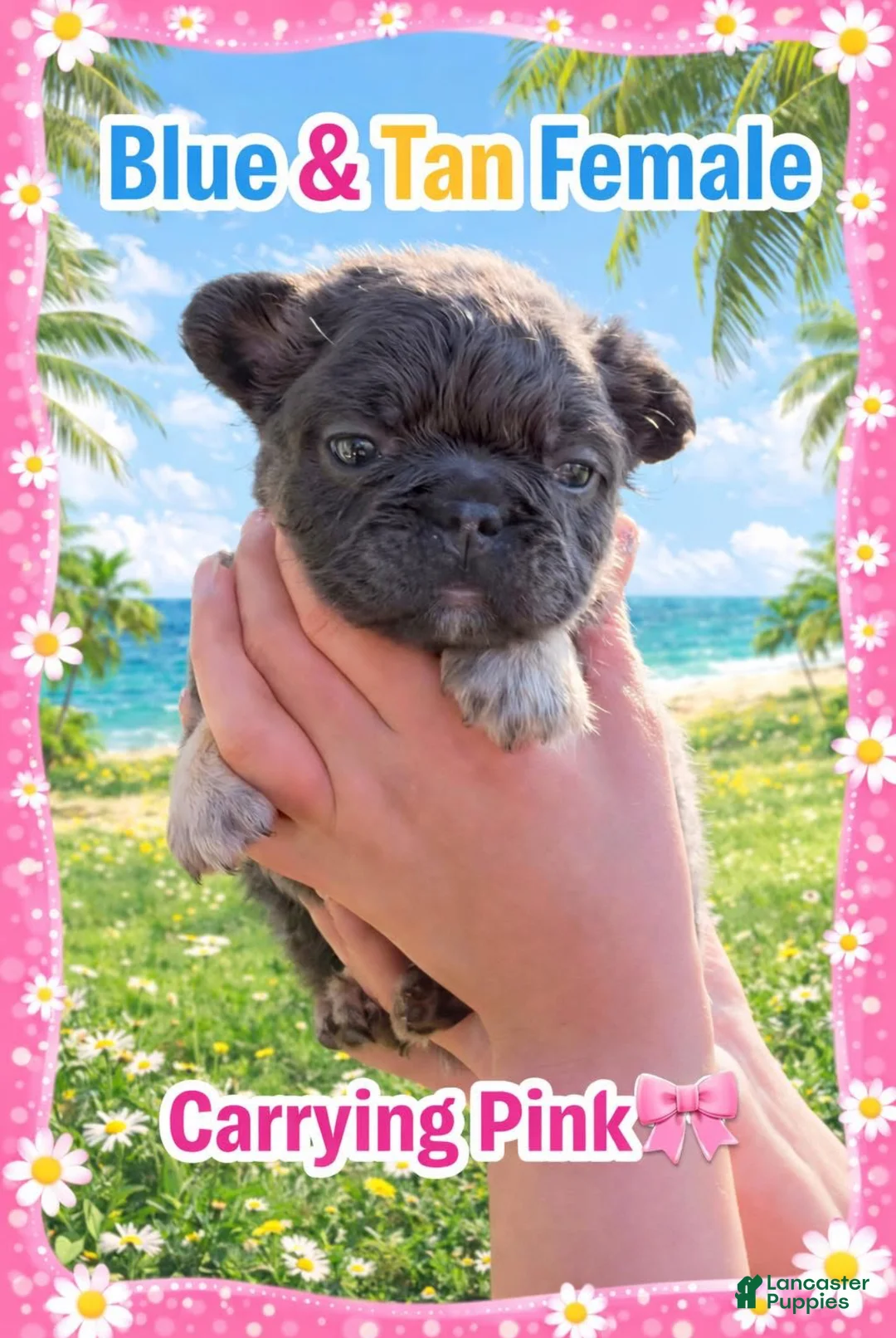 French Bulldog dogs for sale: French Bulldog Puppy 2 - Ad 1