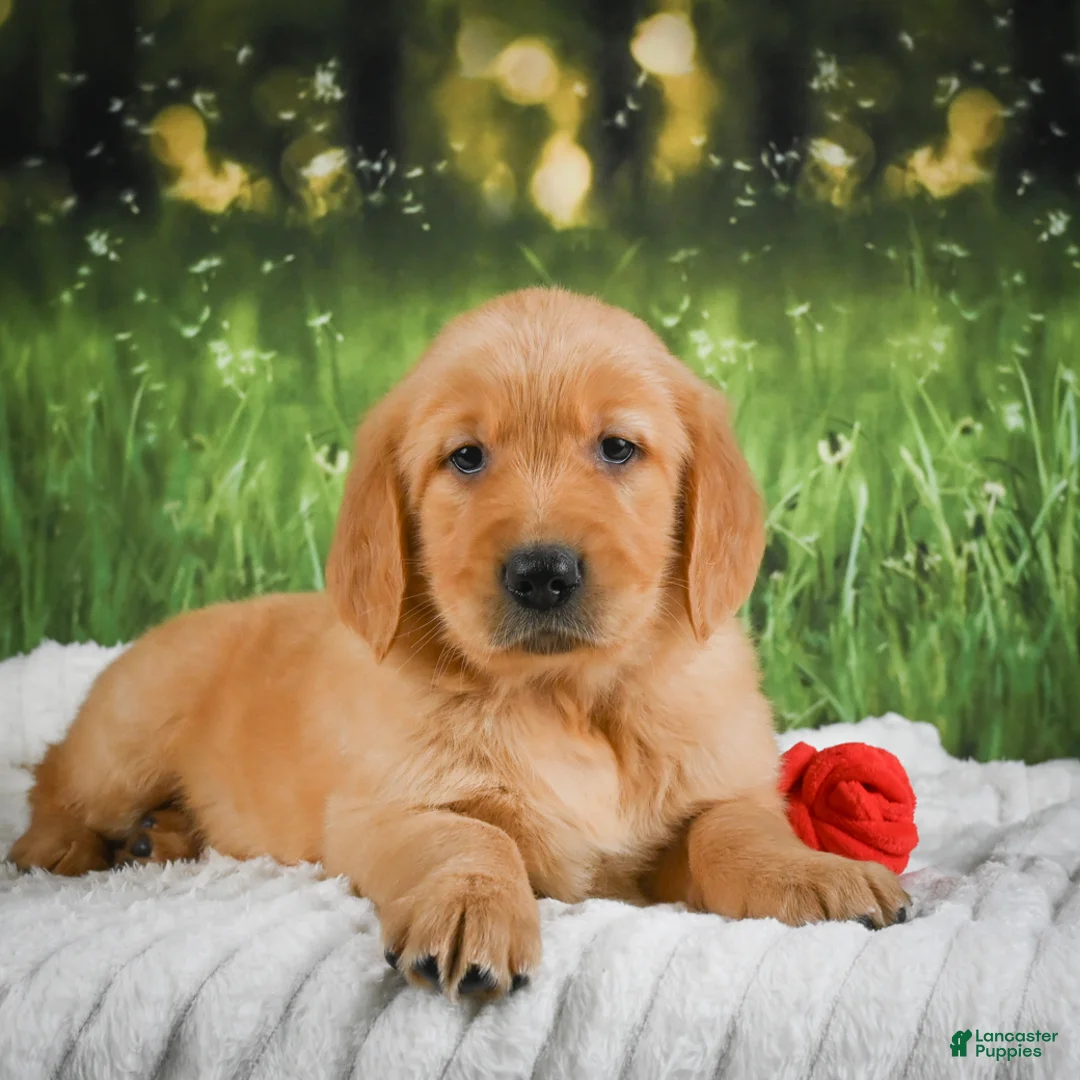 Golden Retriever dogs for sale: Sadie - Ad 1